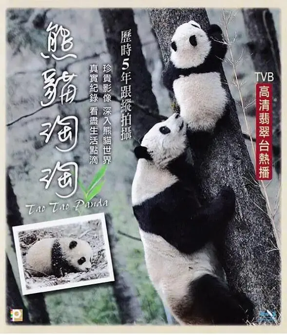 《熊猫淘淘》：当“都市剧”遇上“体育片”，这反差萌，简直让人笑出腹肌！