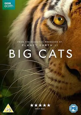 《大猫》：不是吹，这动作片看得我肾上腺素狂飙！